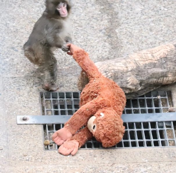 Punch dragging Ora Mama