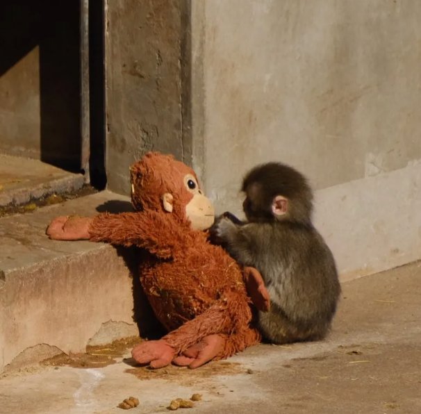 Punch and Ora Mama sitting together